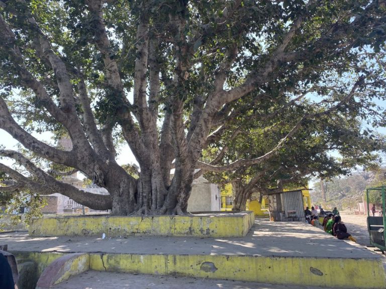 Wishfulling Tree Vrindavan