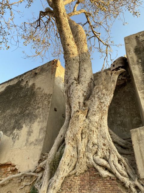 Old Tree Vrindavan